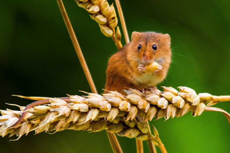 Small Brown Mouse — Calm, Afternoon, Photograph, Wheat
