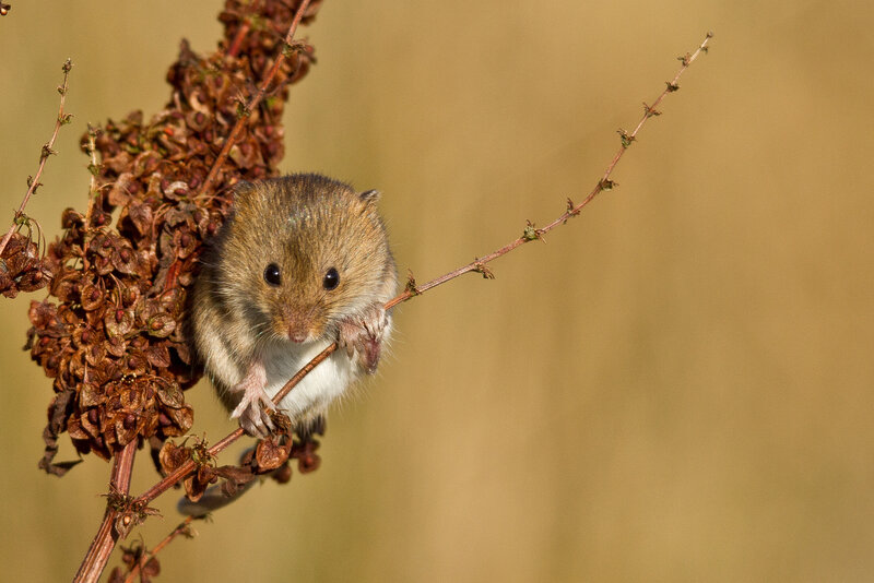Small Brown Mouse — Calm, Afternoon