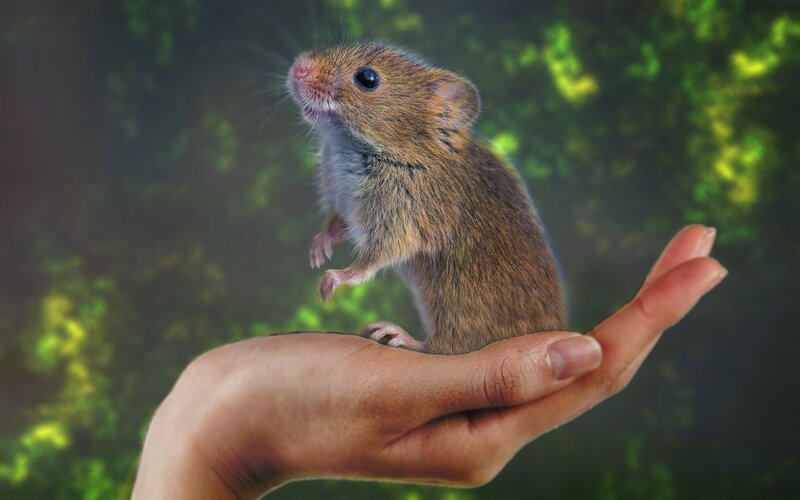 Small Brown Mouse — Calm, Photograph, Hand