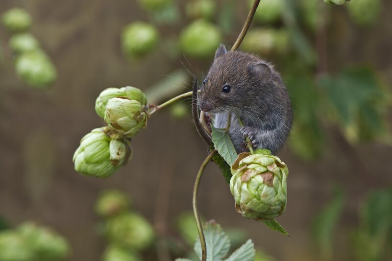 Small Brown Mouse — Calm, Photograph, Hop Cones