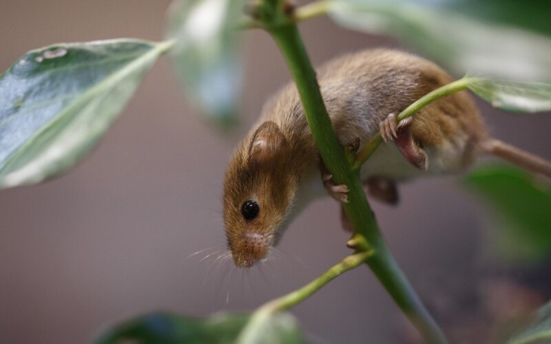 Small Brown Mouse — Calm, Photograph