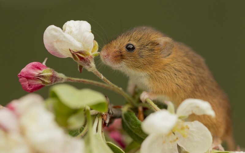 Small Brown Mouse — Calm, Spring