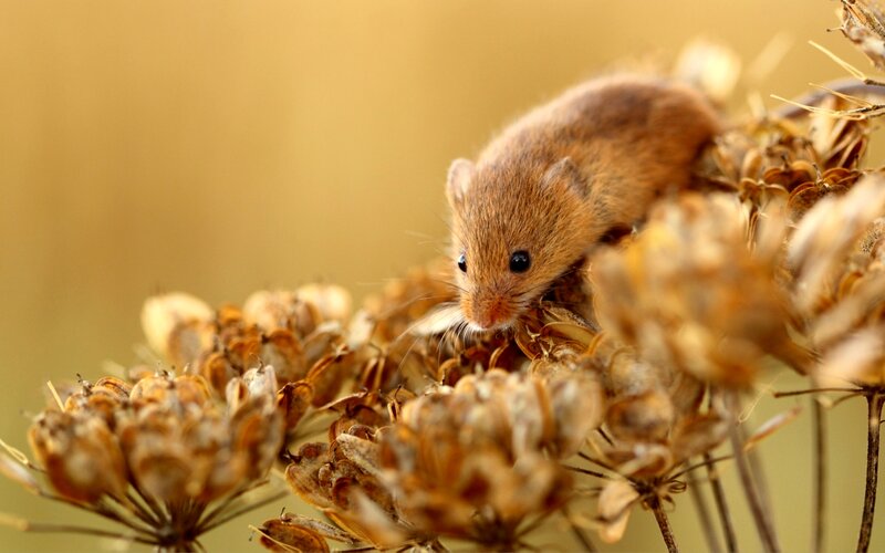 Small Brown Mouse — Calm
