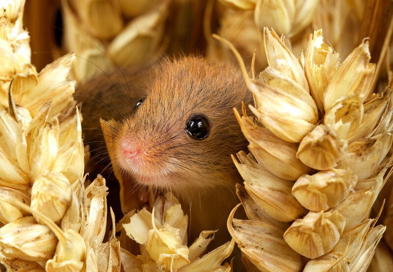 Small Brown Mouse — Curious, Photograph