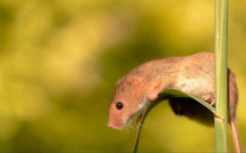 Small Brown Mouse — Green, Calm