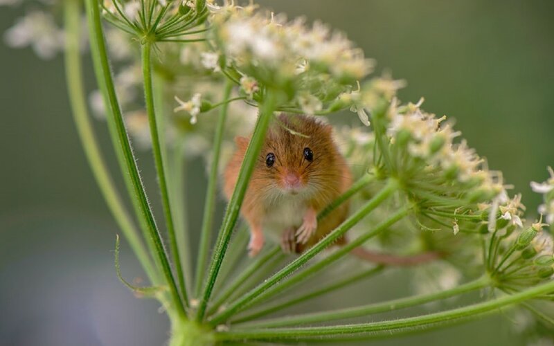 Small Brown Mouse — Green, Curious, Summer