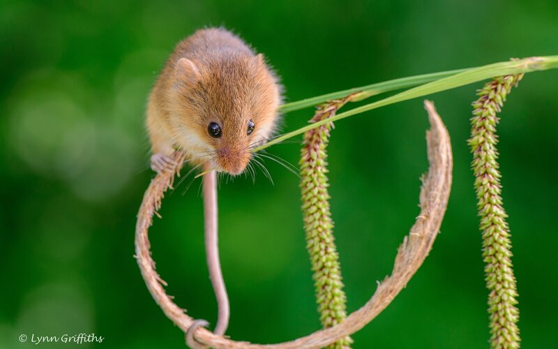 Small Brown Mouse — Green, Curious