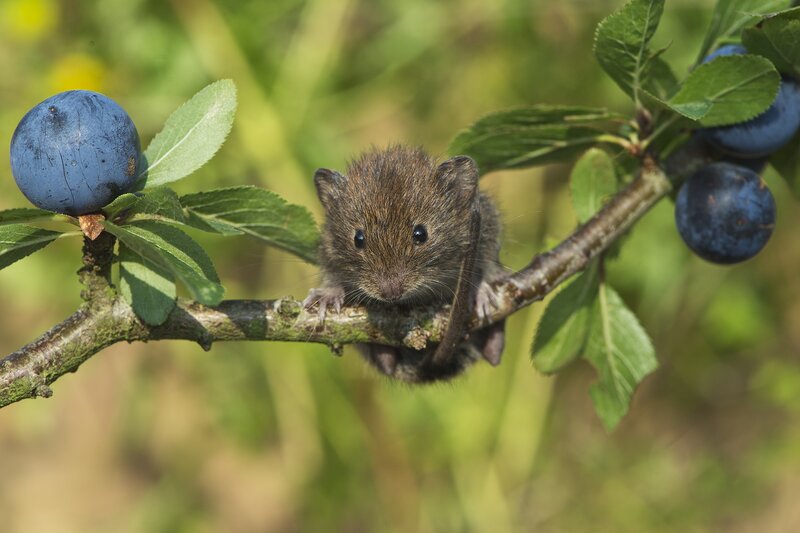 Small Brown Mouse — Green, Natural