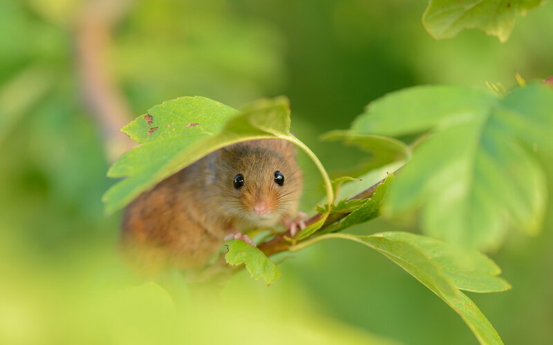 Small Brown Mouse — Green