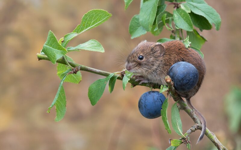 Small Brown Mouse on Branch