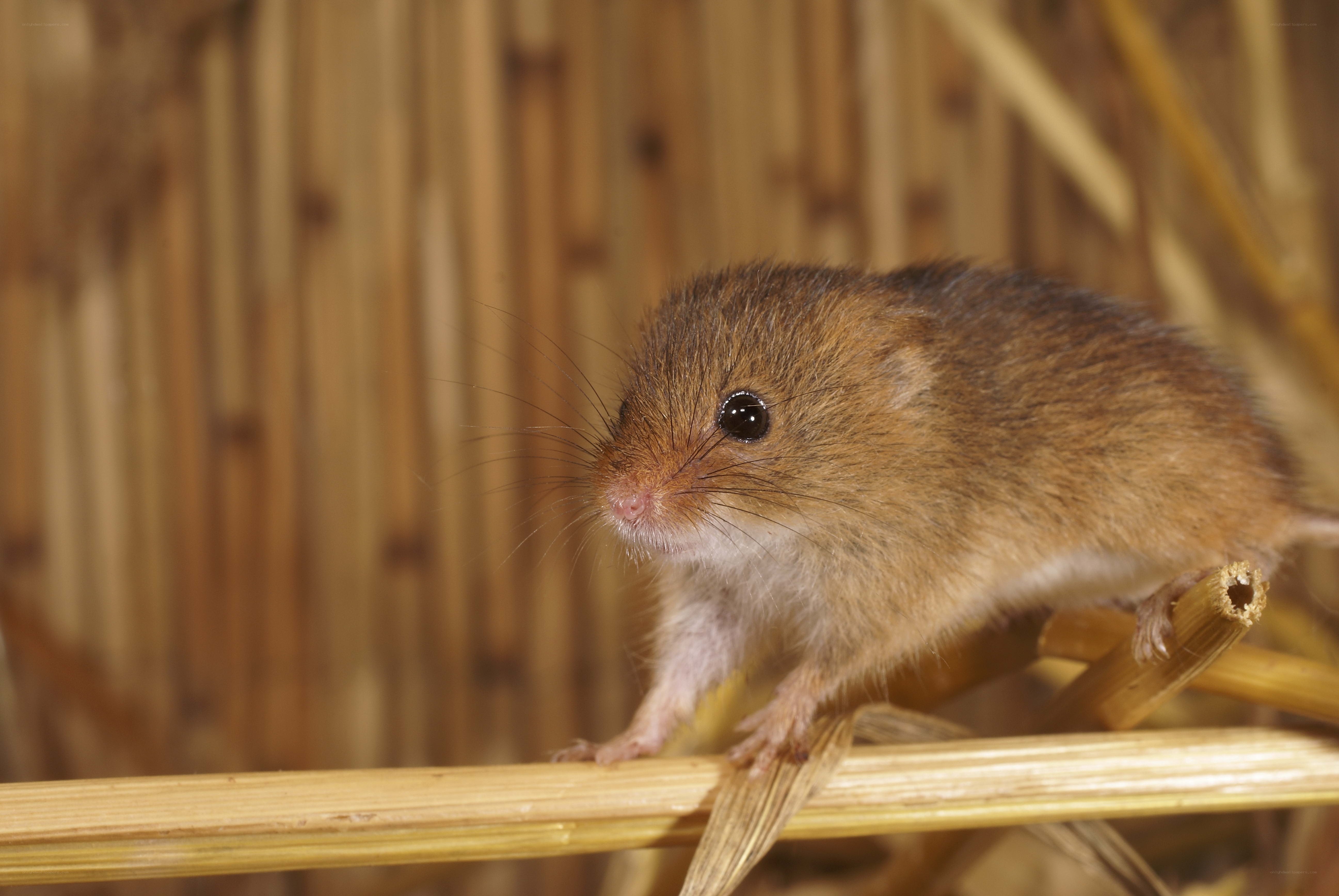 Small brown mouse on straw
