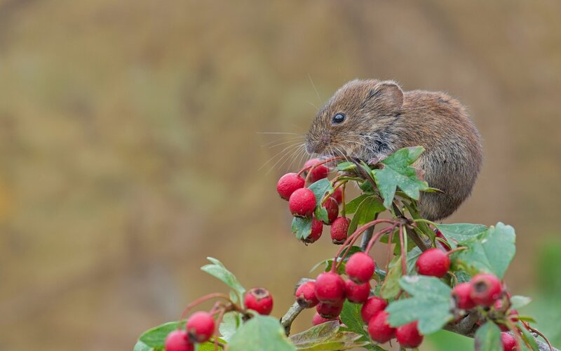 Small Brown Mouse — Red, Calm