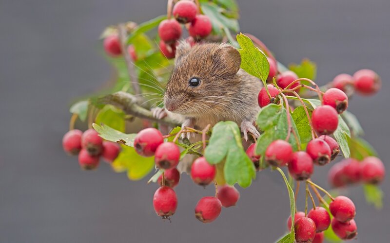 Small Brown Mouse — Red