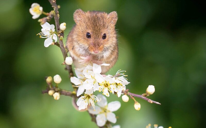 Small Brown Mouse — Serene