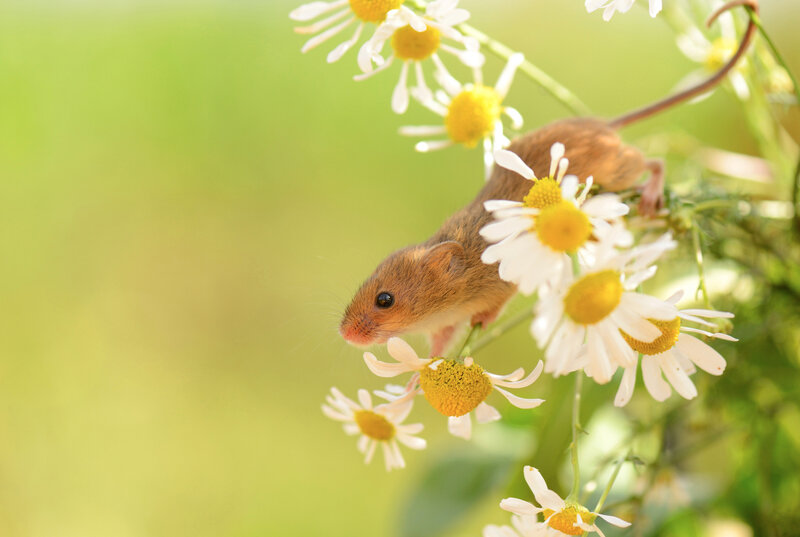 Small Brown Mouse — White