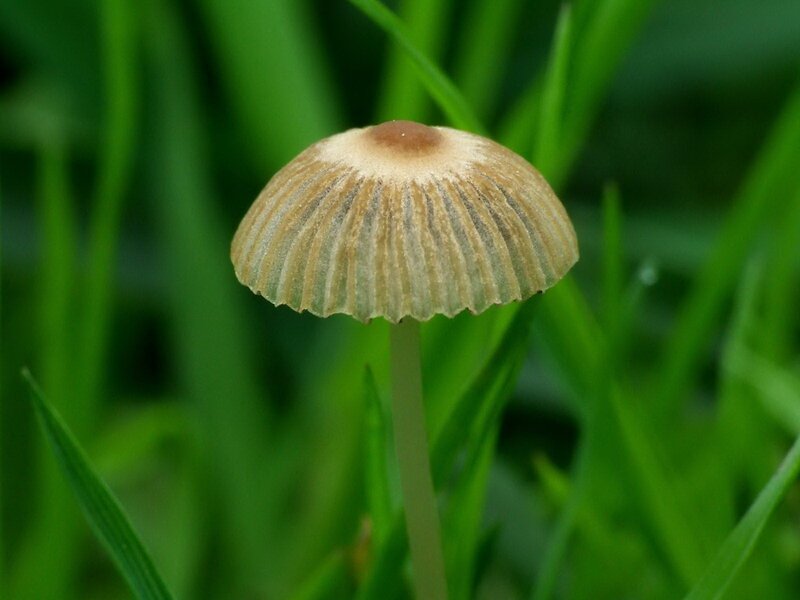 Small Brown Mushroom — Green