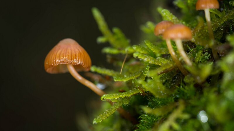 Small Brown Mushrooms — Green, Natural