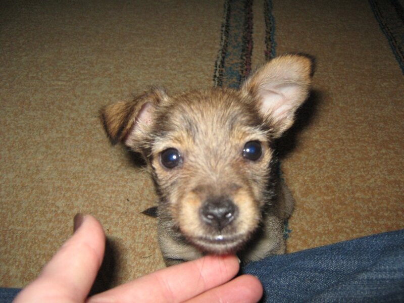 Small Brown Puppy — Calm
