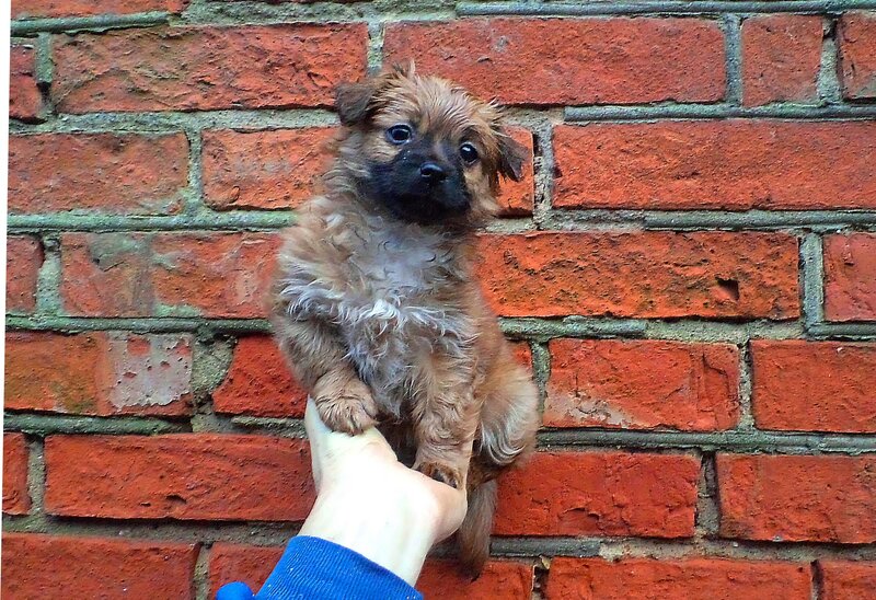 Small Brown Puppy