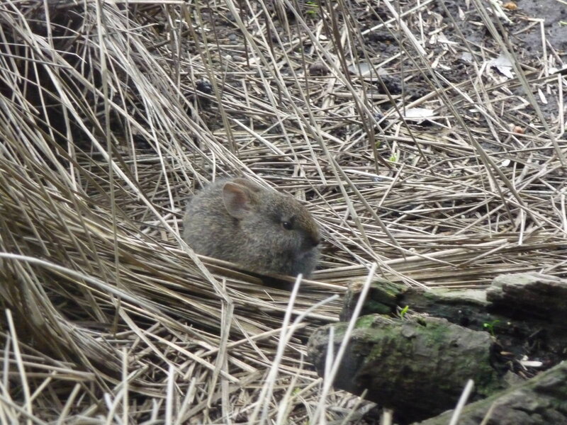 Small Brown Rabbit