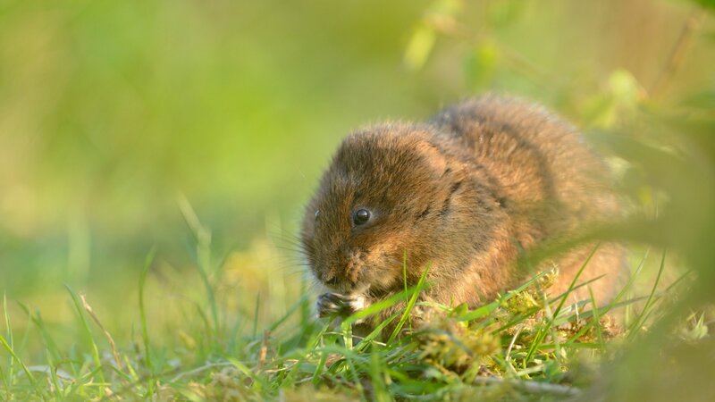 Small Brown Rodent