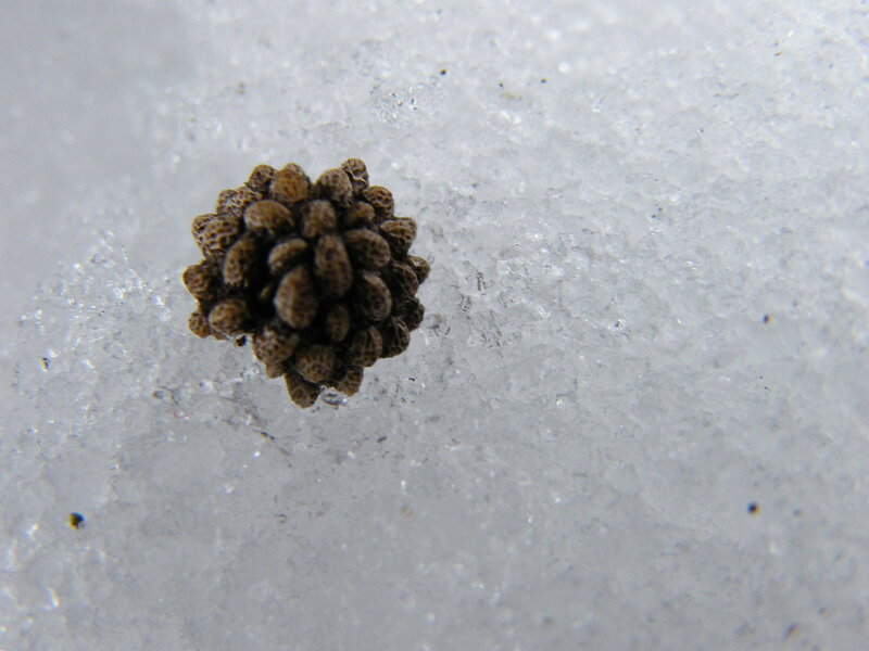 Small Brown Seed Pod