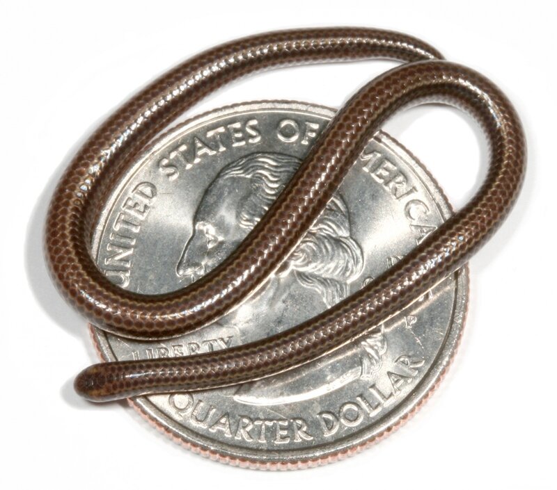 Small Brown Snake