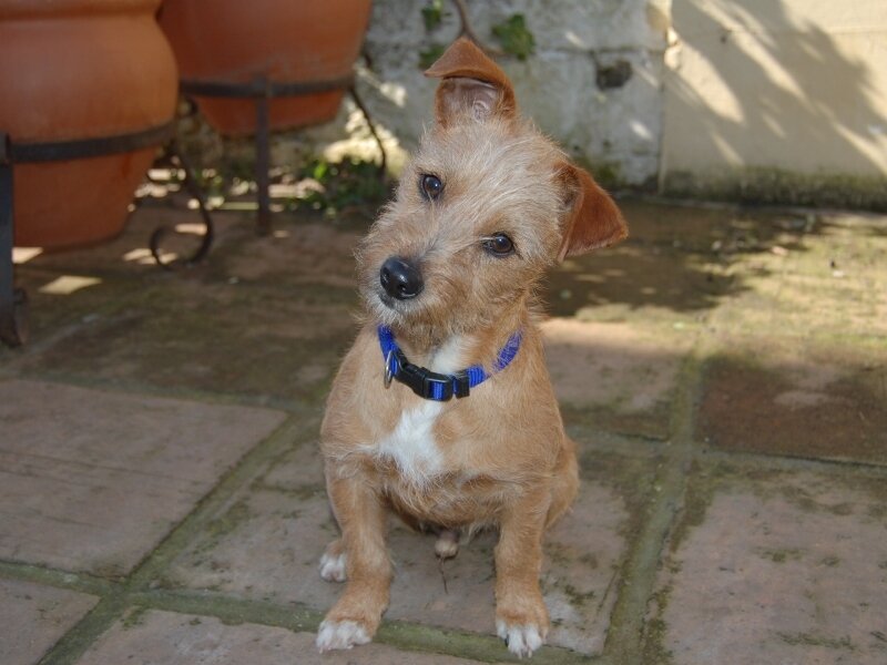 Small Brown Terrier Dog