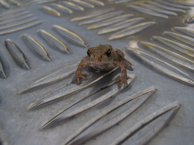 Small Brown Toad