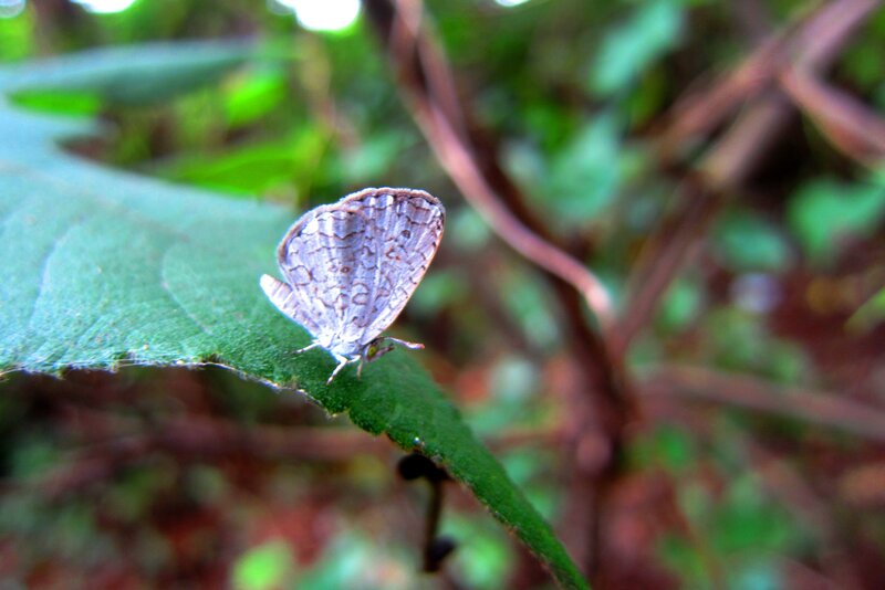 Small Butterfly on Leaf