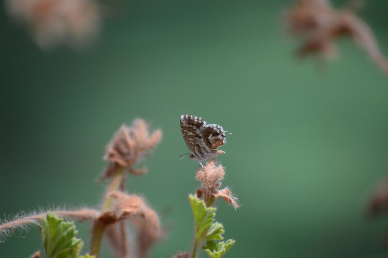 Small Butterfly on Plant