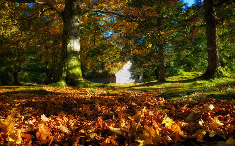 Small Cabin in Autumn Forest