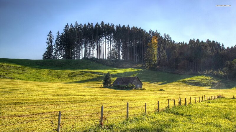 Small Cabin in Field — Green, Serene