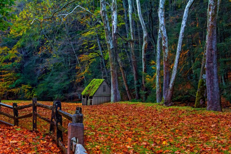 Small Cabin in Forest — Orange