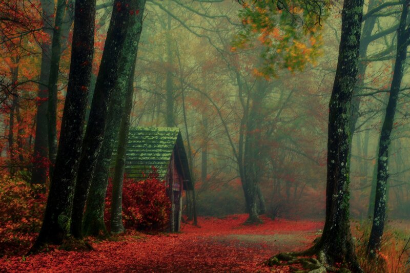 Small Cabin in Forest — Red