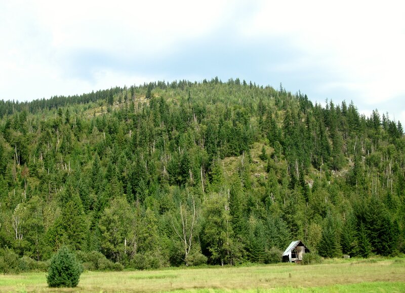 Small Cabin in Forest