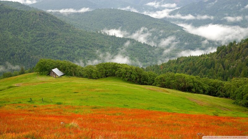 Small Cabin in Green Field — Serene