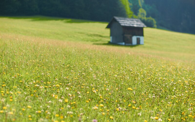 Small Cabin in Meadow — Green, Serene, Afternoon