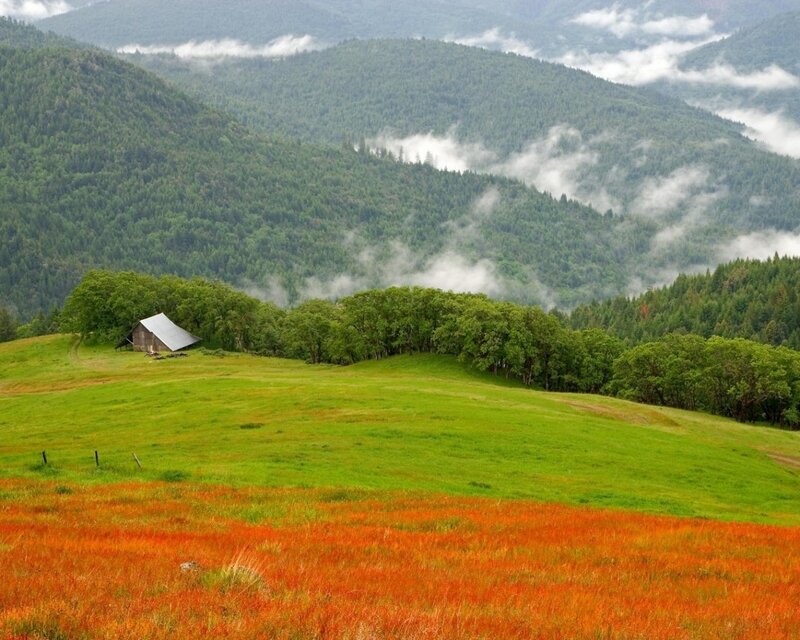 Small Cabin in Meadow — Green, Serene, Morning
