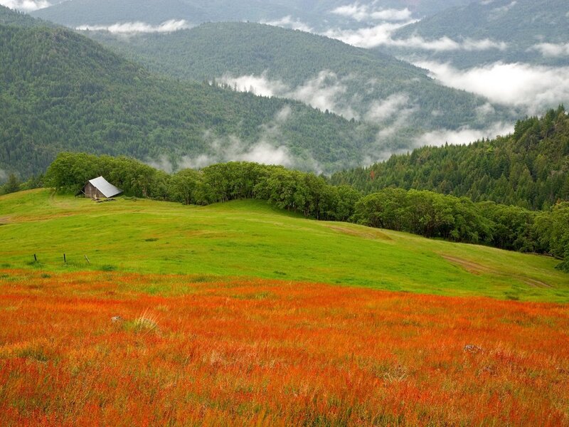 Small Cabin in Meadow — Green
