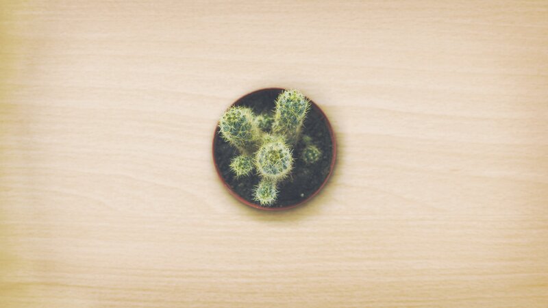Small Cactus in Pot