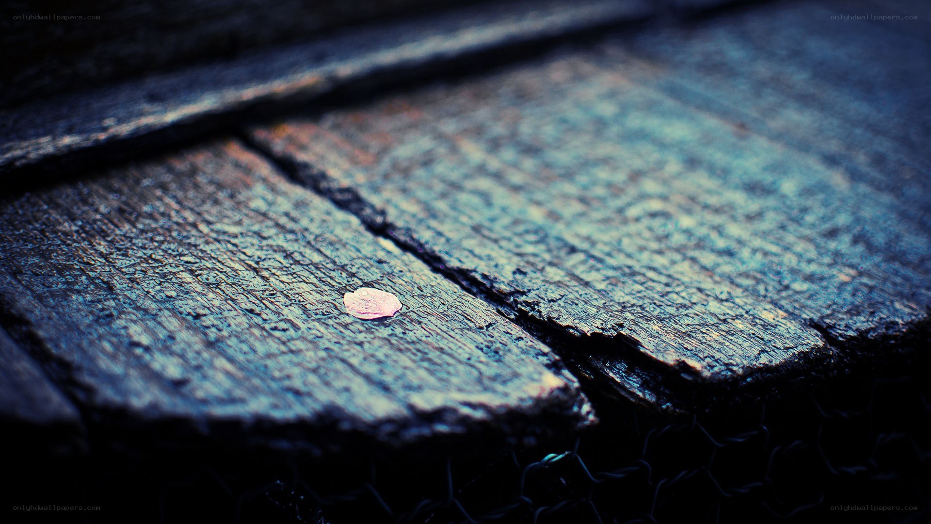 small coin on wooden planks