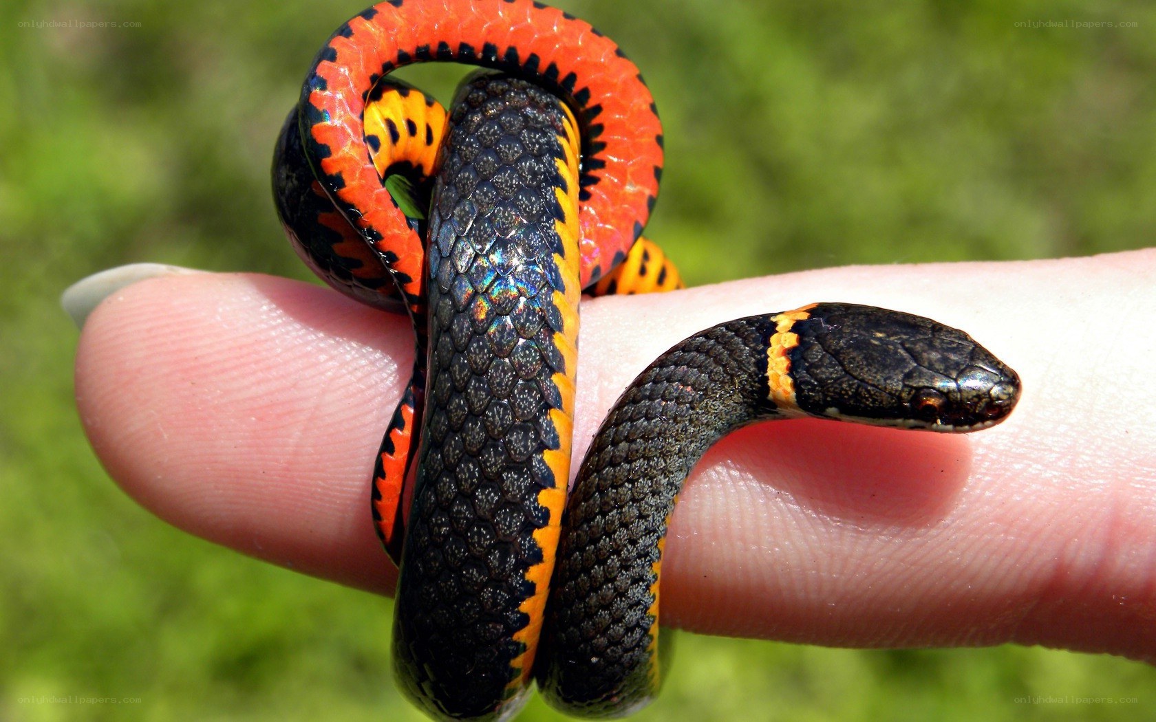 small colorful snake on finger