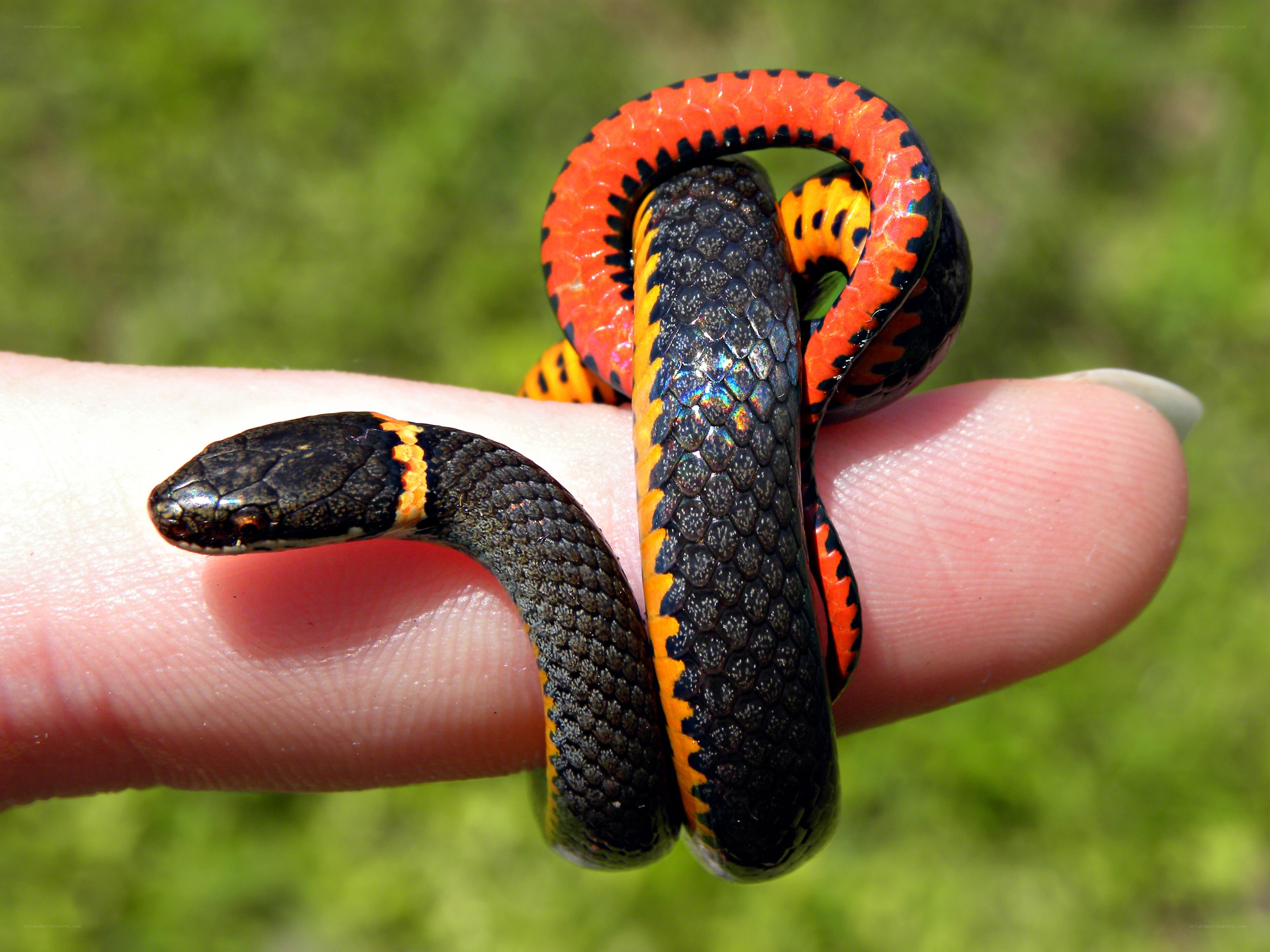 small colorful snake on hand