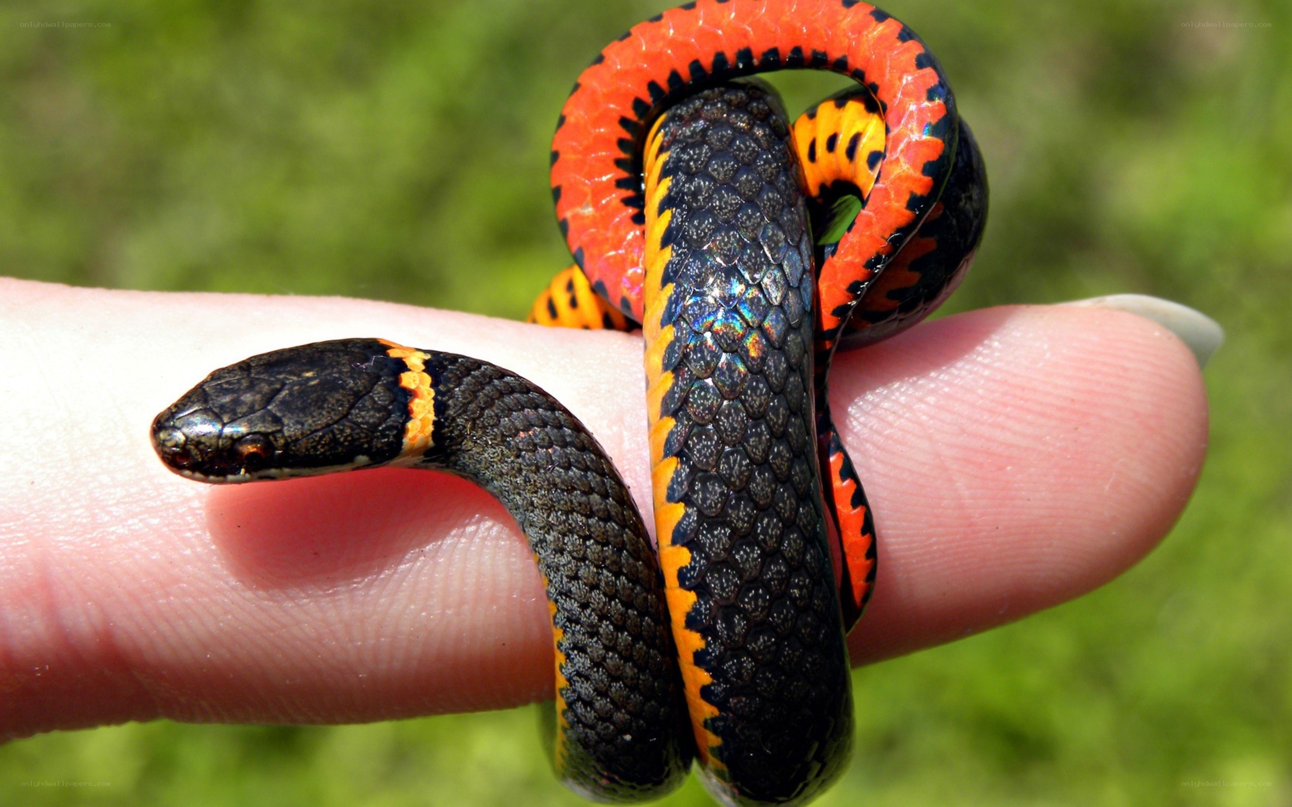 small colorful snake on hand