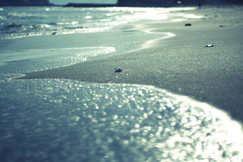 Small Crab on Beach