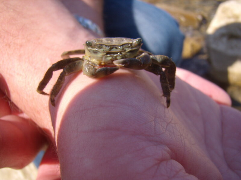 Small Crab on Hand