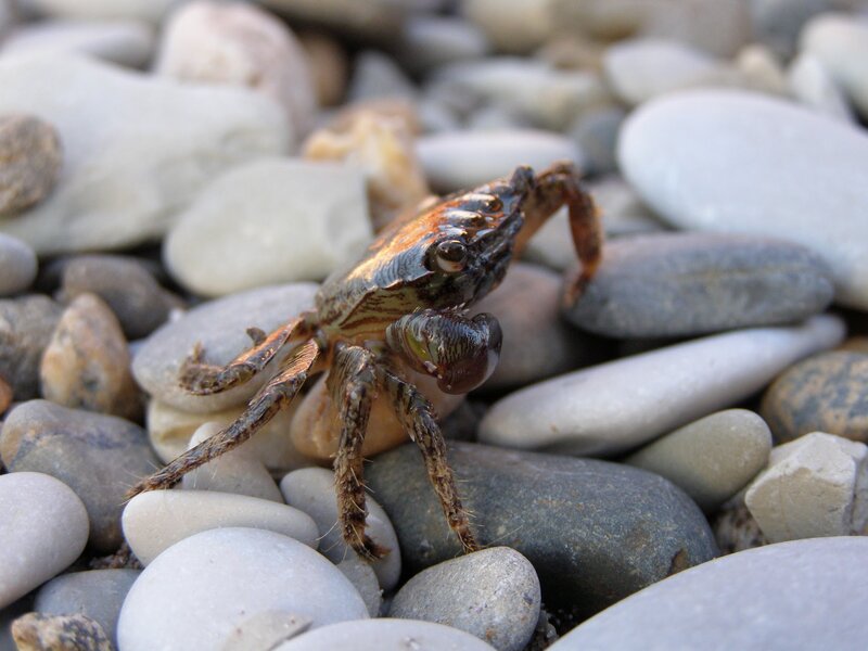 Small Crab on Pebbles