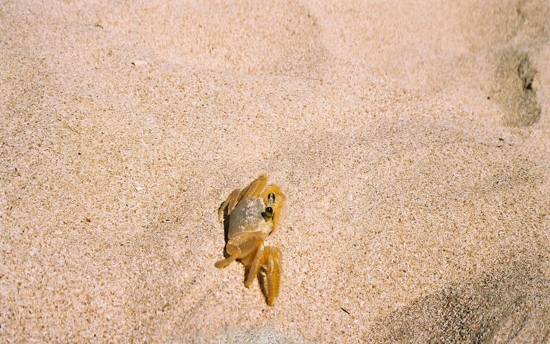Small Crab on Sand — Beige, Calm, Afternoon, Photograph