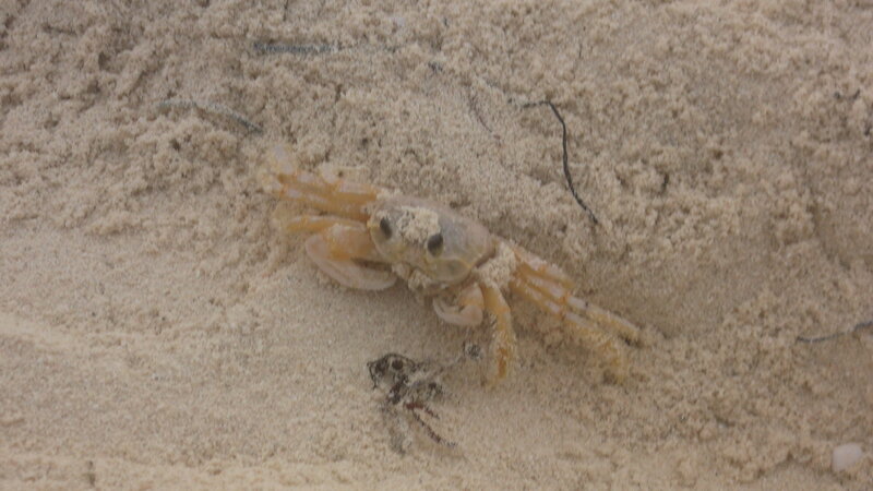 Small Crab on Sand
